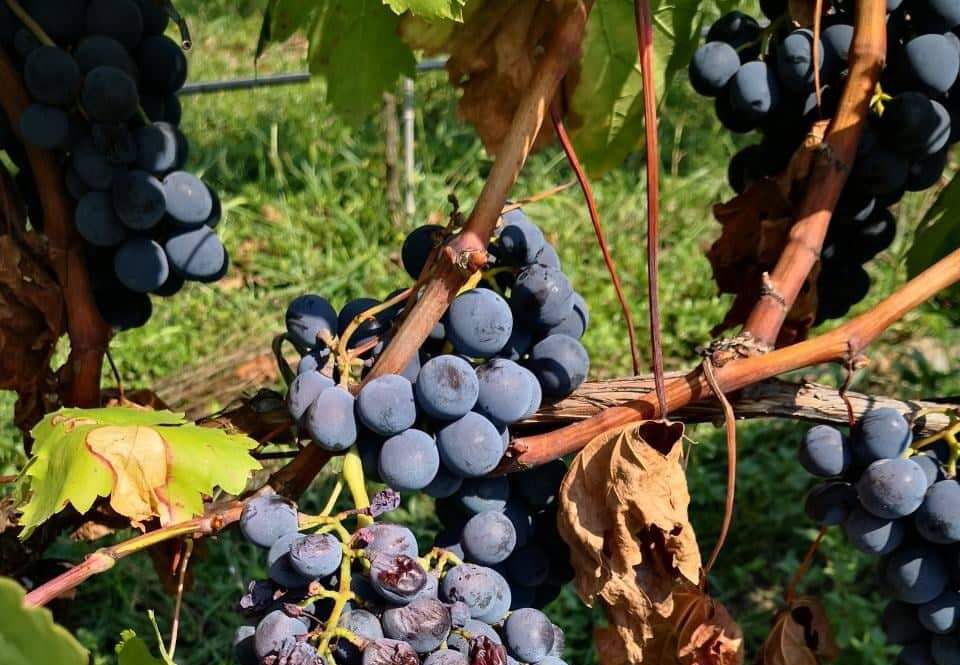 Tìm hiểu nghề trồng nho và sản xuất rượu vang ở Georgia